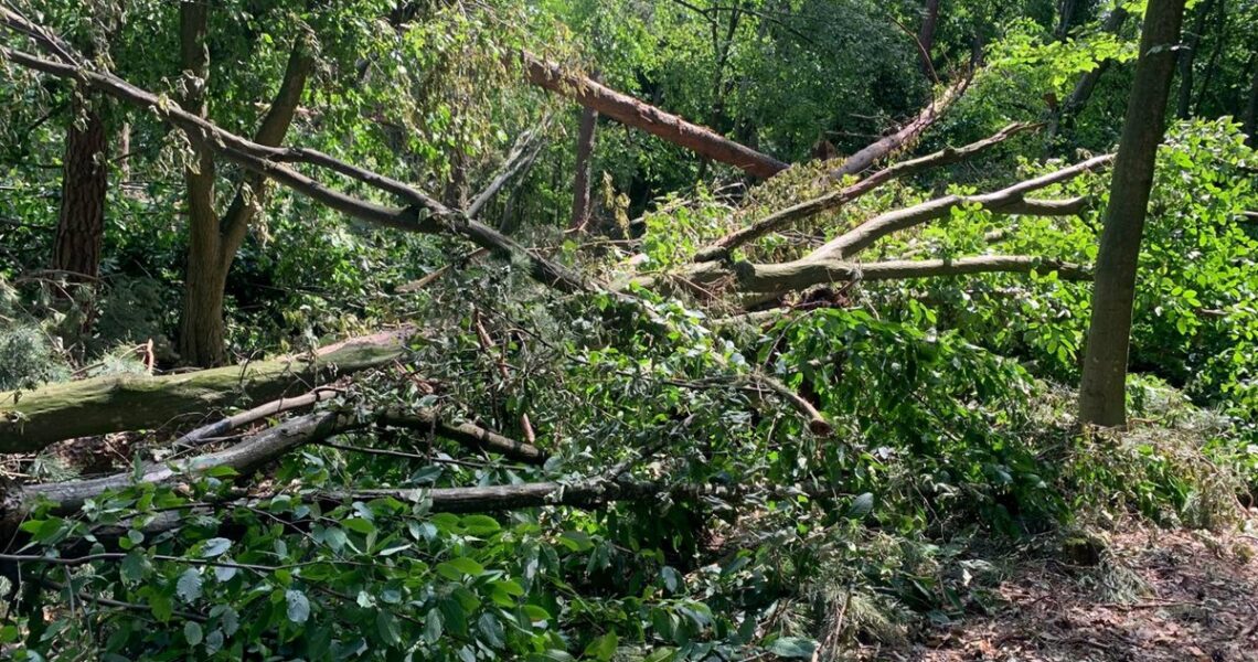 Новини України - Буревій знищив понад 700 га лісу на Рівненщині