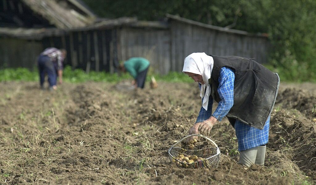 Новини бізнесу - Лукашенко допрацювався до картопляної кризи у Білорусі - ЗМІ