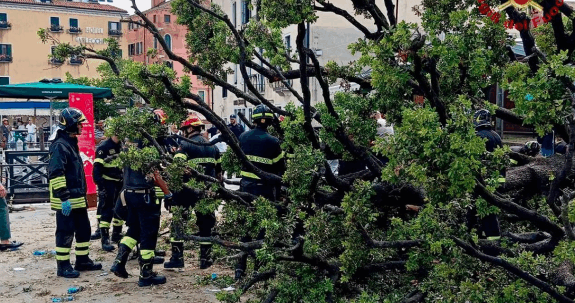 Новини світу - У центрі Венеції 50-річне дерево впало на туристів