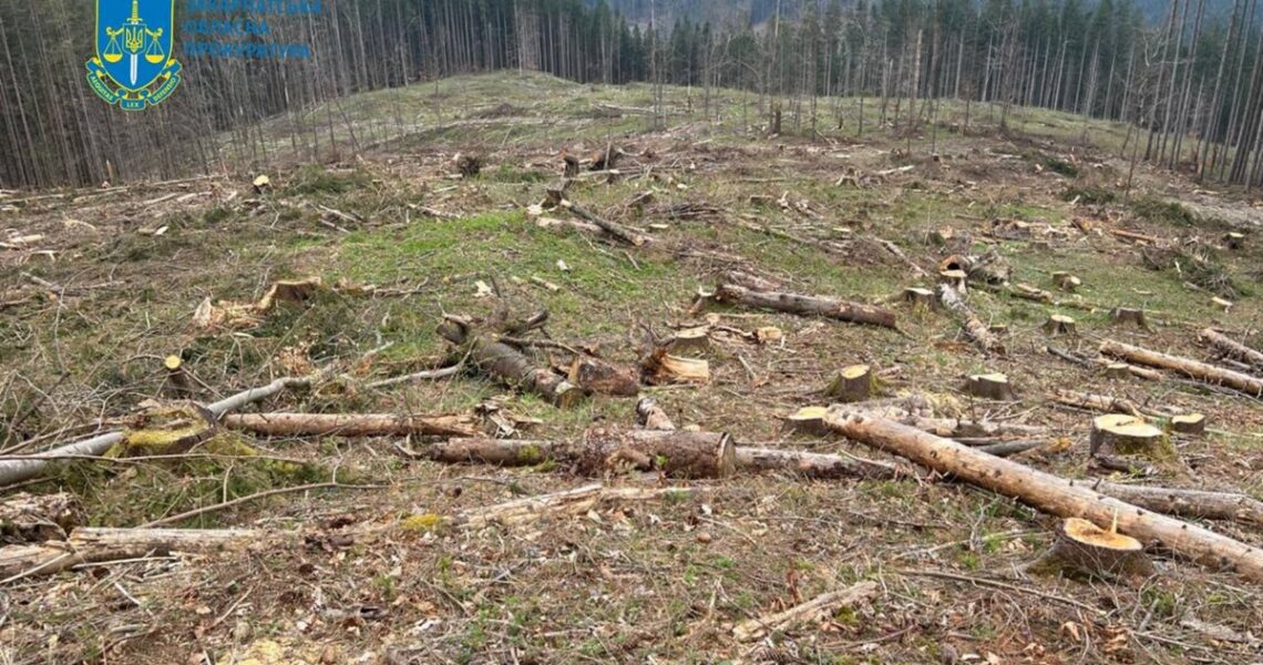 Новини України - Чергова вирубка лісу у Карпатах призвела до 56 млн збитків довкіллю