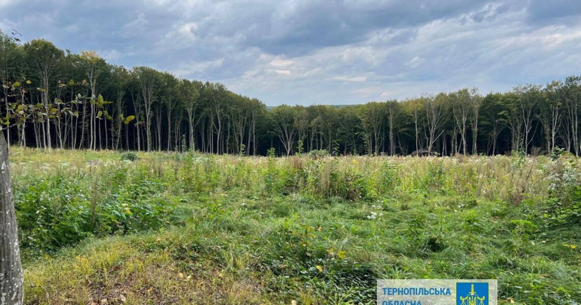 Новини України - Шкода на 57 млн: на Тернопільщині незаконно вирубали понад 6000 дерев