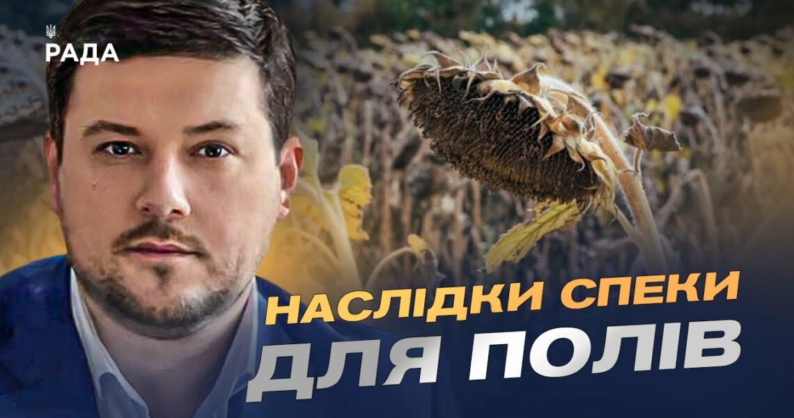 Врожай соняшника 2025: американський прогноз та українські реалії | Денис Марчук