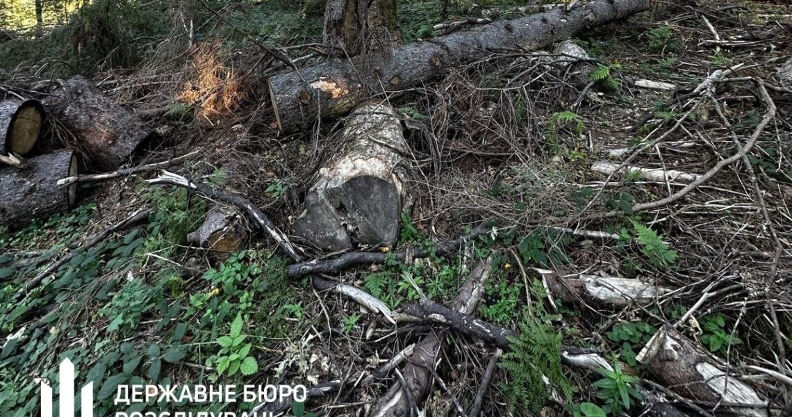 Новини України - Лісничому загрожує до п’яти років за вирубку у заповіднику