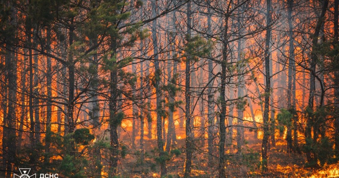 Новини України - На Донеччині ліквідували масштабну лісову пожежу