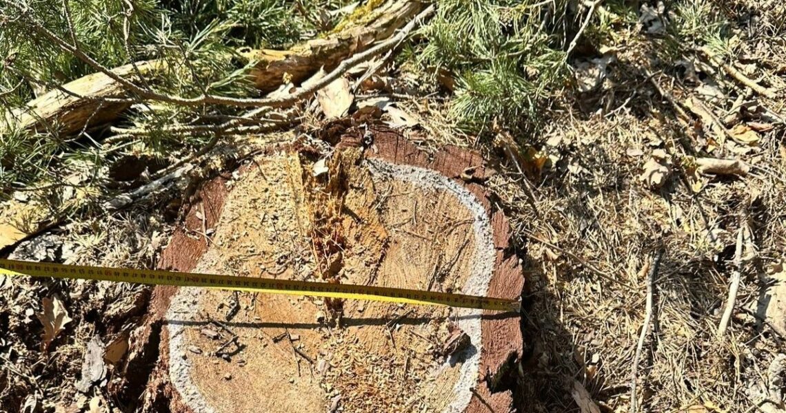 Новини України - На Львівщині колишній лісничий допустив вирубку майже трьох тисяч дерев