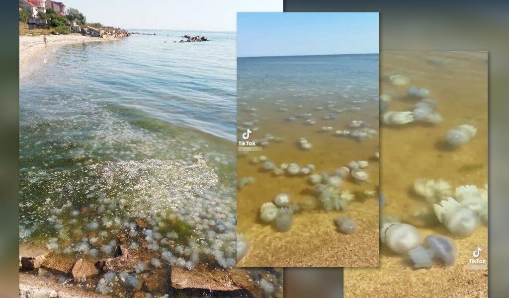 Новини України - Ситуація в Азовському морі близька до екологічної катастрофи - ЦПД