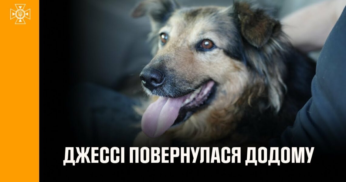 Щасливий фінал, на який чекала вся Україна: собака Джессі знову в родині! 🐾
