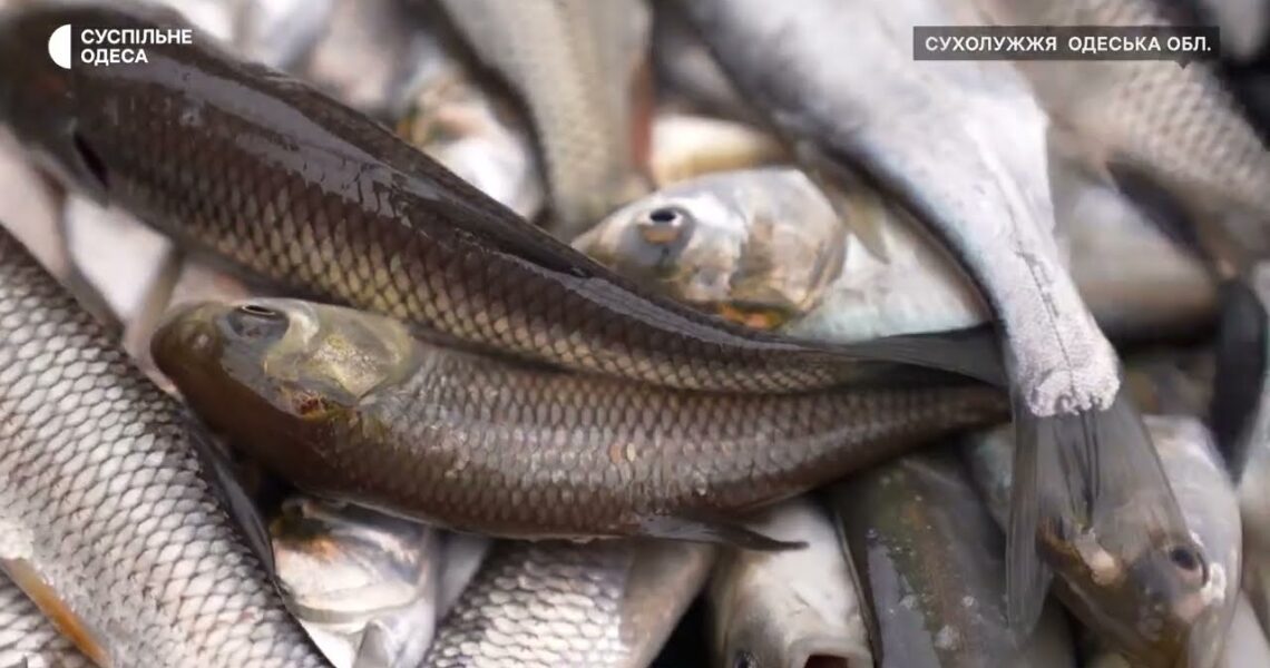 Короп, товстолоб та білий амур – на Одещині зарибили Дністровський лиман