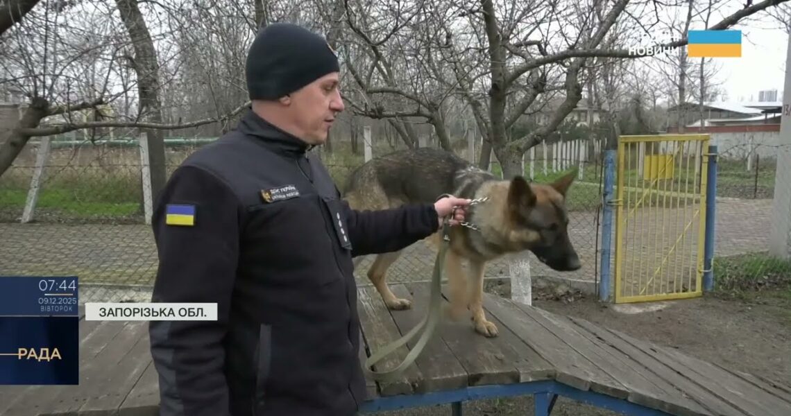 Нові чотирилапі герої: робота службових собак під час ліквідації наслідків атак