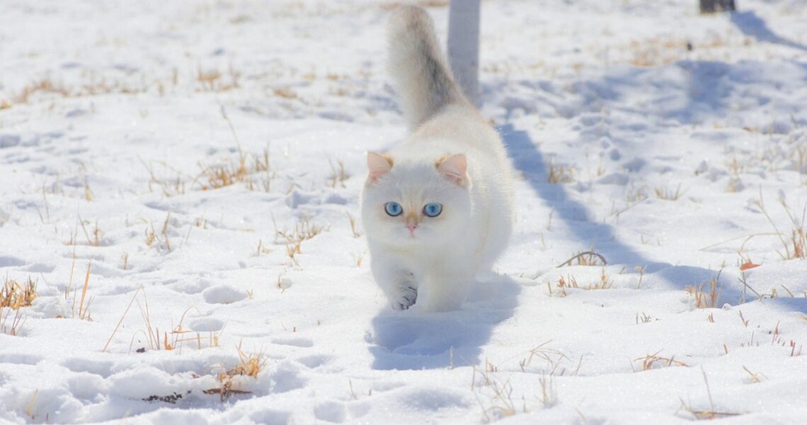 Новини культури - Гороскоп для всіх знаків зодіаку на 11 грудня 2025 року