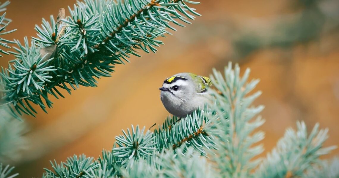 Новини культури - Гороскоп для всіх знаків зодіаку на 4 грудня 2025 року