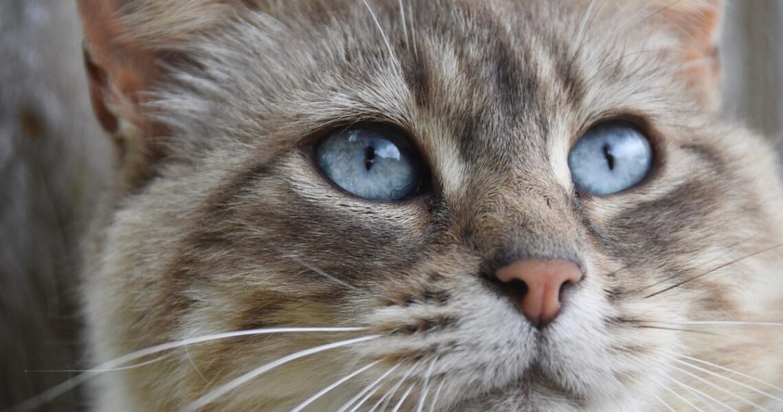 Новини культури - Гороскоп для всіх знаків зодіаку на перші вихідні грудня 2025 року