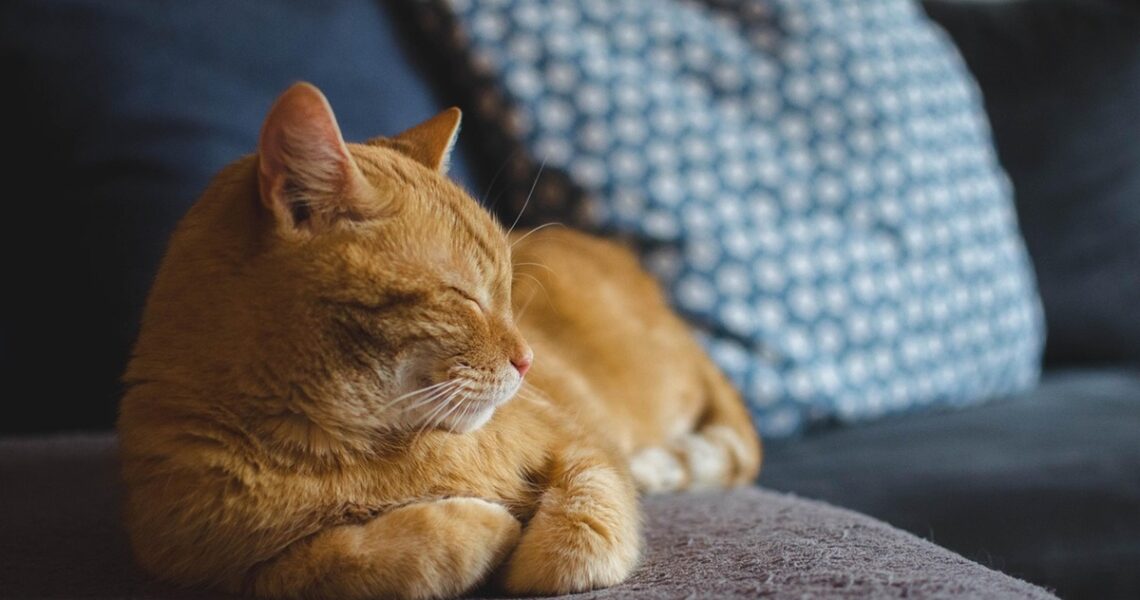 Технології - Кішки частіше "розмовляють" із чоловіками, ніж із жінками - вчені