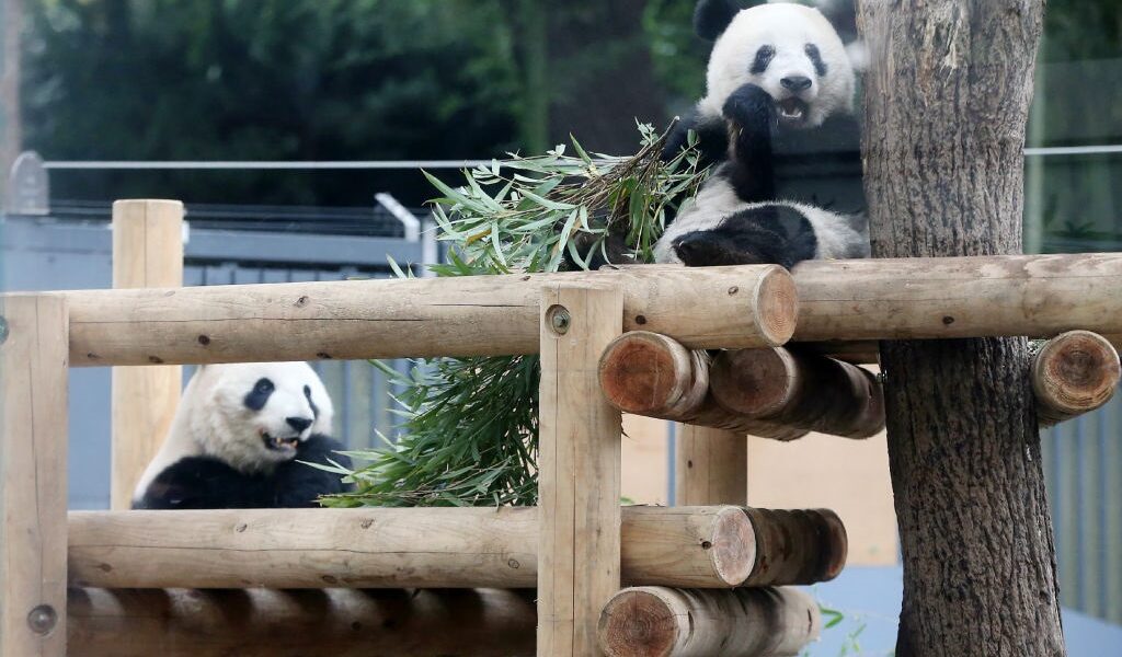 Новини світу - Китай поверне усіх панд із Японії вперше за 50 років