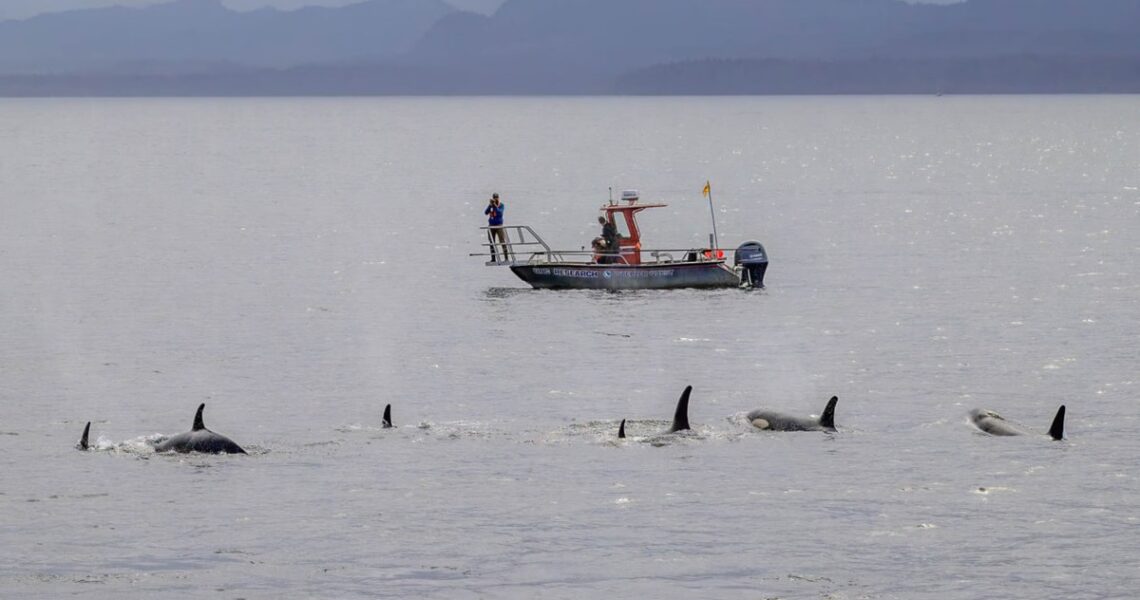 Технології - Косатки й дельфіни виявилися мисливським тандемом