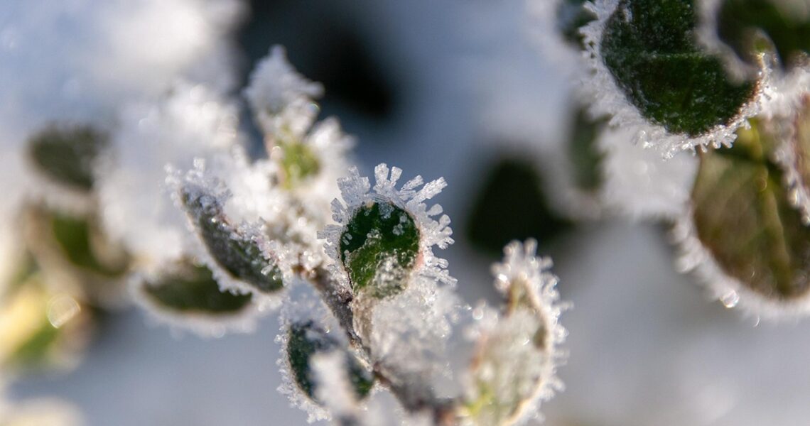 Новини України - Синоптики розповіли, якою буде погода на Різдво