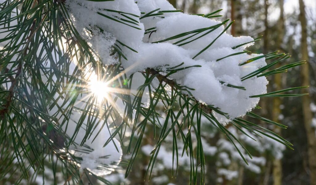 Новини України - Сніг та нічні морози: якої погоди слід очікувати на вихідних