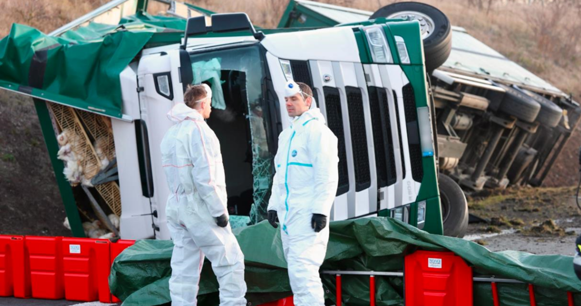 Новини світу - Тисячі курей розбіглися з місця масштабної ДТП у Німеччині