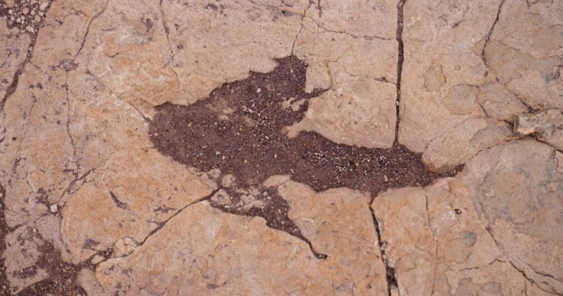 Технології - У Болівії знайшли понад 16 тисяч відбитків динозаврів