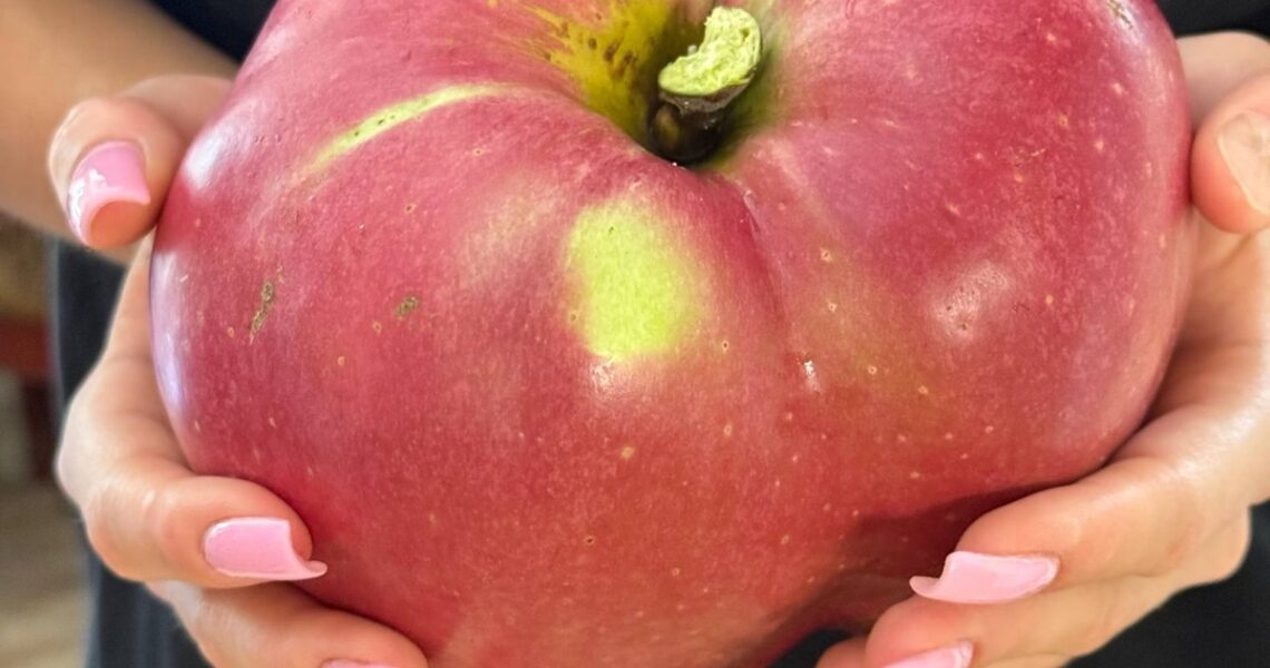 Новини України - В Україні виростили яблуко-гігант