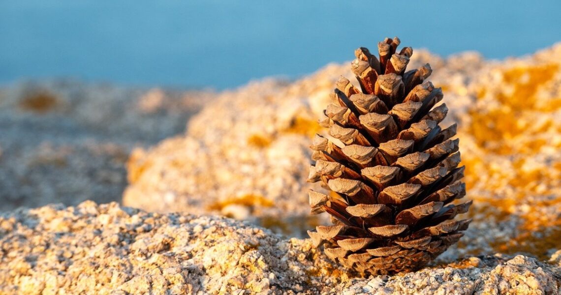 Новини культури - Гороскоп для всіх знаків зодіаку на 13 січня 2026 року