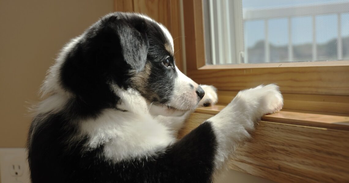 Новини України - На Хмельниччині чоловік викинув собаку з сьомого поверху