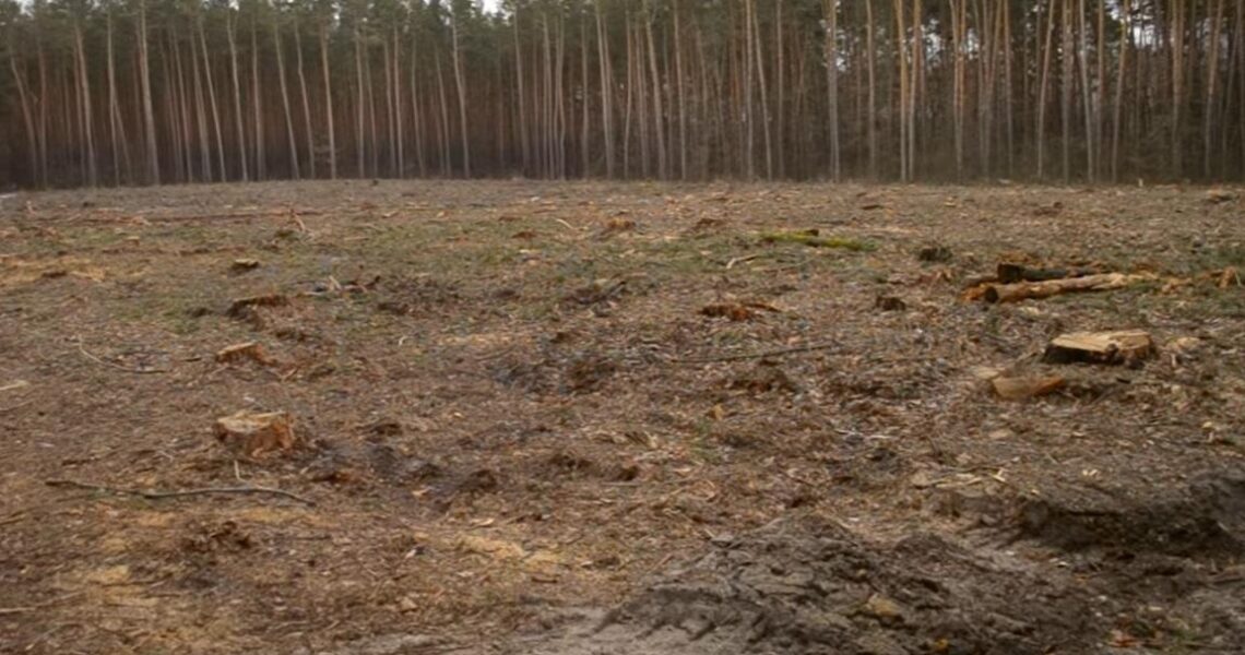 Новини України - Збитки на 546 млн грн: ДБР викрило за рік сотні злочинів в лісовій галузі